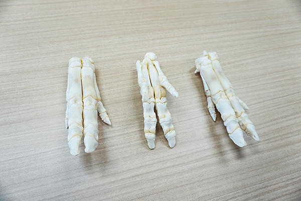 東京成徳深谷_標本