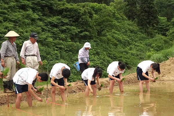 東京成徳深谷_田植え