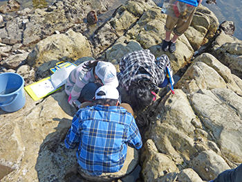 開智日本橋_磯のフィールドワーク