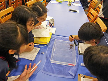 開智日本橋_磯のフィールドワーク