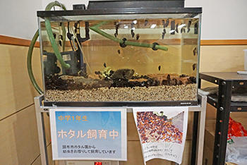 晃華学園_只今、ホタルの幼虫がスクスクと成長中！