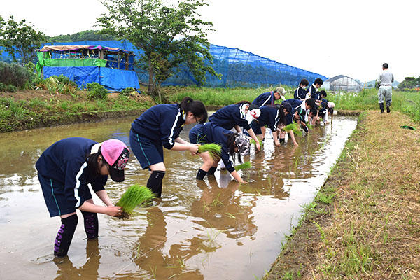ニ松學舍柏_田植え