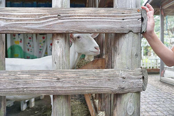 相模女子大学中学部_小学部のアイドル「バニラ」。見ているだけで癒される