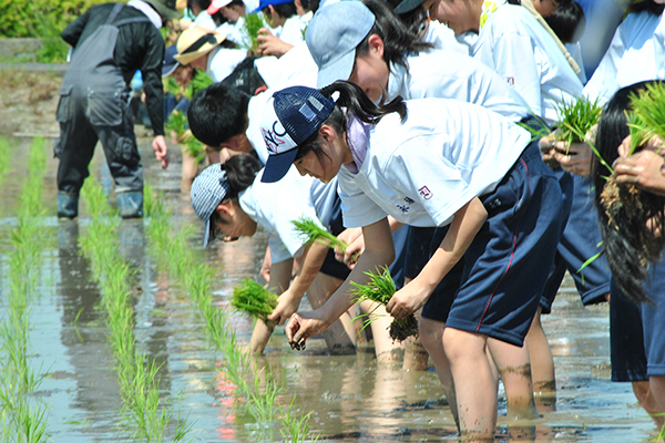 獨協埼玉_最初は素足で田んぼに入ることをためらっていた生徒も、だんだん楽しくなってくるのだとか