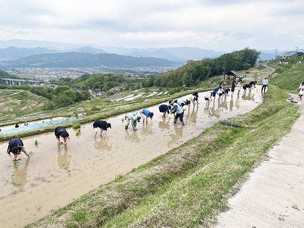 麹町女子_素足で棚田に入り、丁寧に手植えをしていく生徒たち
